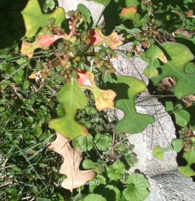Photo of Wild Poinsettia (Euphorbia heterophylla var. cyathophora) uploaded by Sharon