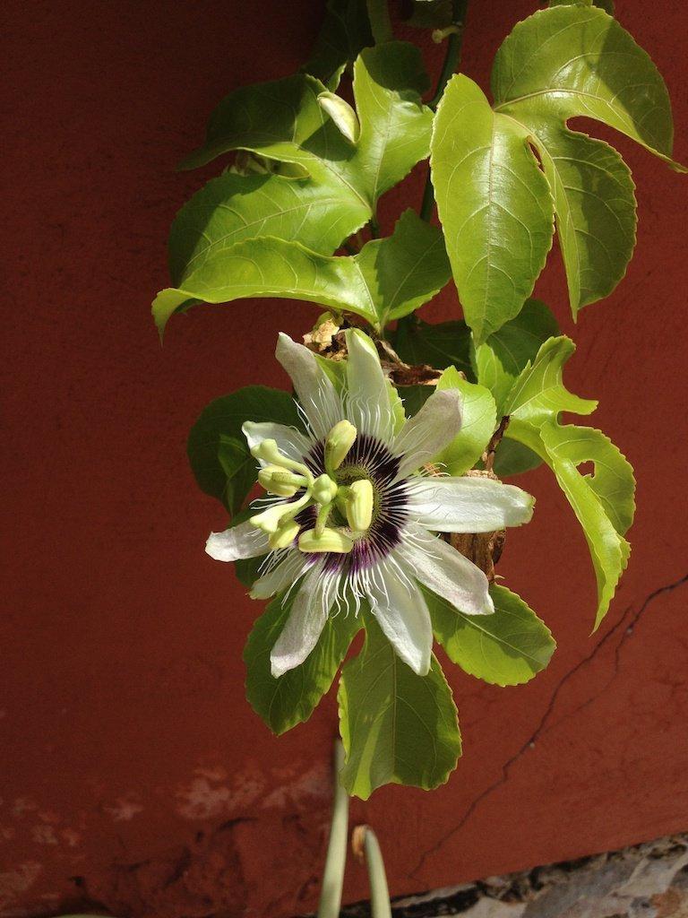 Photo of Passion Flower (Passiflora edulis) uploaded by extranjera