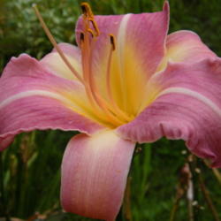 Location: In my garden.
Date: 2012-08-07
Fuchsia Dream single bloom