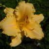 Ruffled Amber single bloom