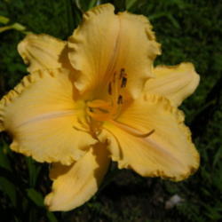 Location: In my garden.
Date: 2012-08-18
Ruffled Amber single bloom