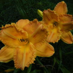 Location: In my garden.
Date: 2012-08-18
Yuma
