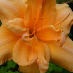 Location: In my garden.
Date: 2012-08-18
Zella Virgina single bloom close-up