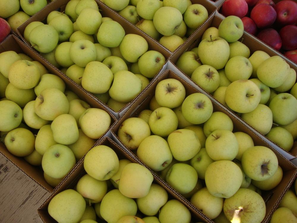 Photo of Apple (Malus domestica 'Golden Delicious') uploaded by Paul2032