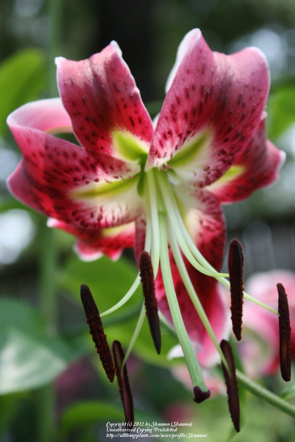 Photo of Lily (Lilium 'Black Beauty') uploaded by Shannon