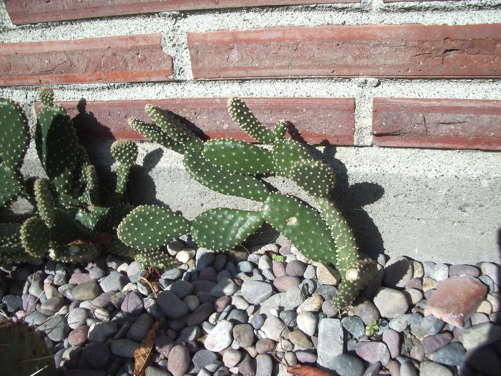 Photo of Bunny Ears (Opuntia microdasys) uploaded by a2b1c3