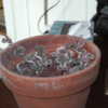 Rosary vine in pot 
