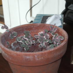 Location: 98108
Date: 2012-10-08
Rosary vine in pot