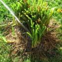 Make Dividing Daylilies Easier with a Strong Water Spray