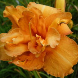 Location: In my garden.
Date: 2012-08-18
August Double single bloom