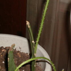 
Date: 2012-10-10
Rooted cuttings are putting out new stem growth