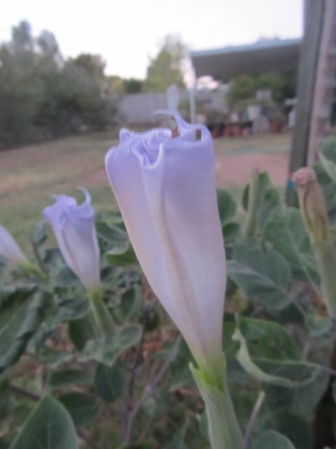 Photo of Devil's Trumpet (Datura wrightii 'High Altitude Form') uploaded by allgr8dogs