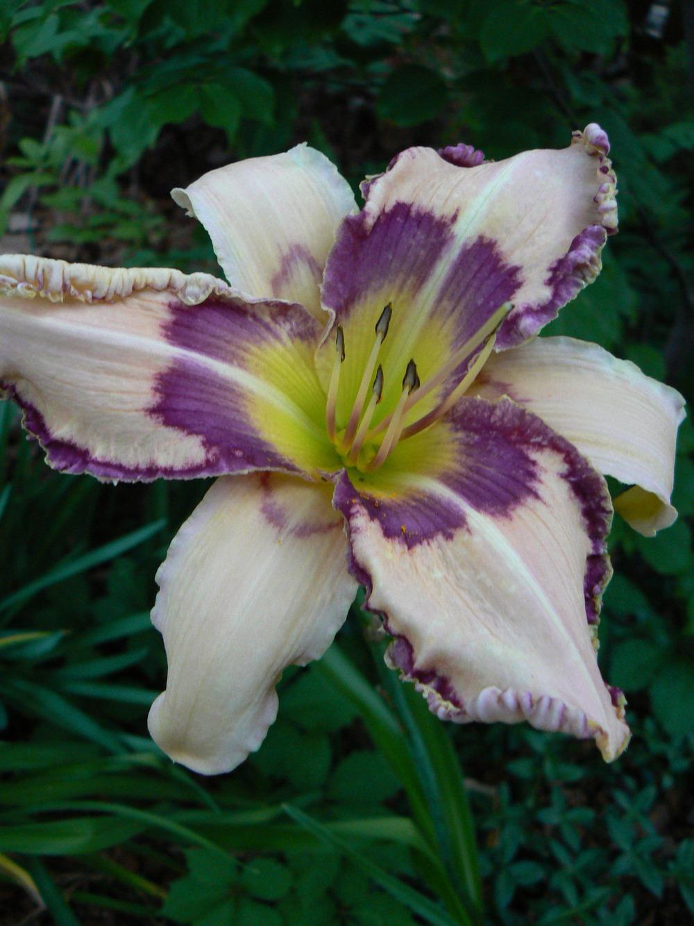 Photo of Daylily (Hemerocallis 'Dragonfly Dreams') uploaded by annred97