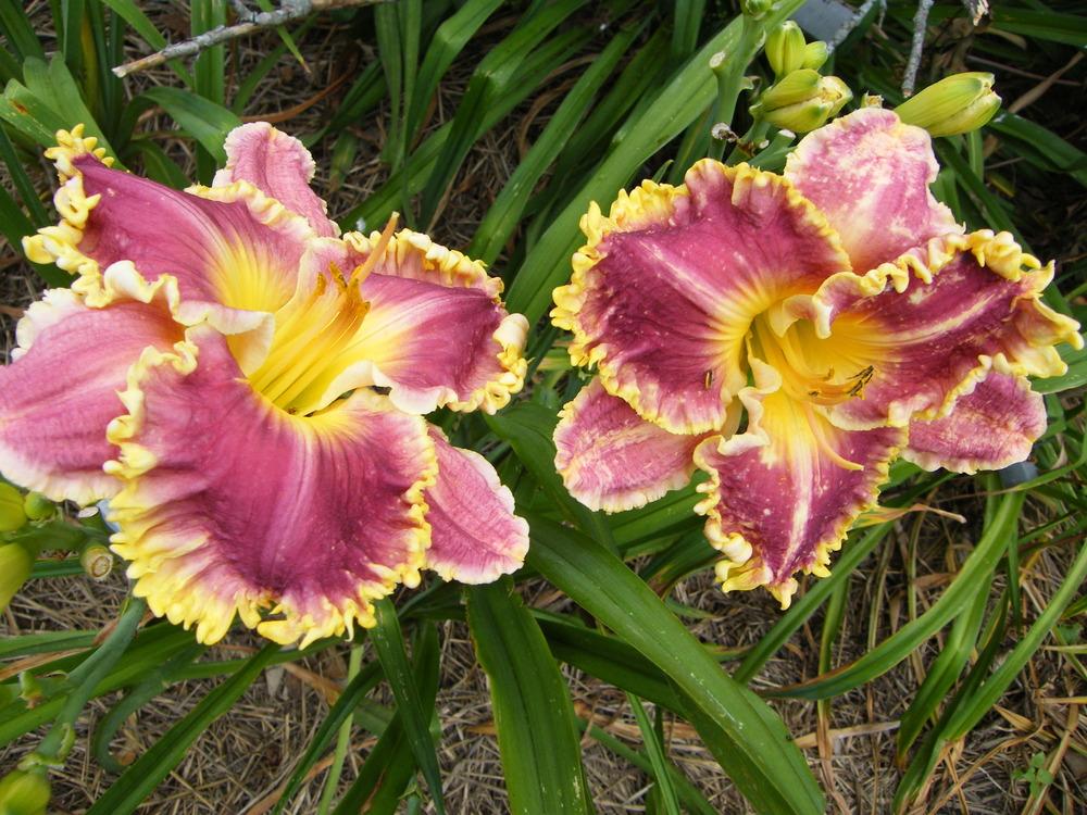 Photo of Daylily (Hemerocallis 'This Is My Song') uploaded by brucechristoffe
