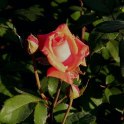 Location: Front Flowerbed
Date: 4-6-12
Beautiful, fragrant coral red 'Sedona' rose