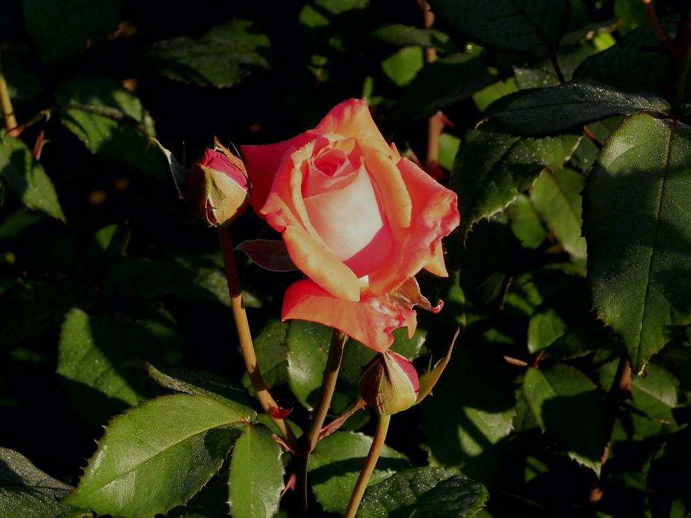 Photo of Rose (Rosa 'Sedona') uploaded by imabirdnut