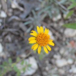 Location: Medina Co., Texas
Date: October 10, 2012
Bush Sunflower bloom