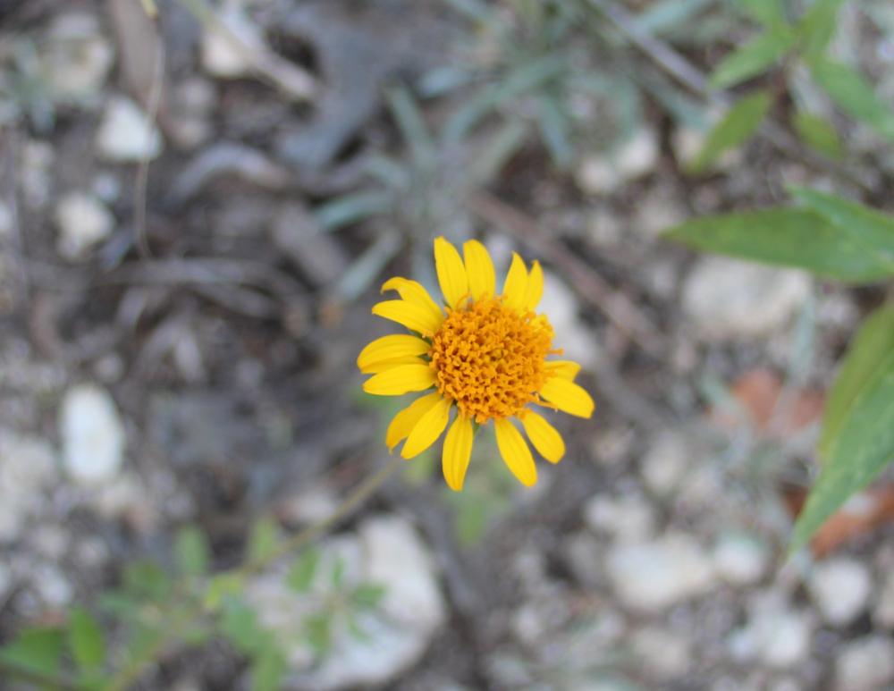 Photo of Bush sunflower (Simsia calva) uploaded by LindaTX8