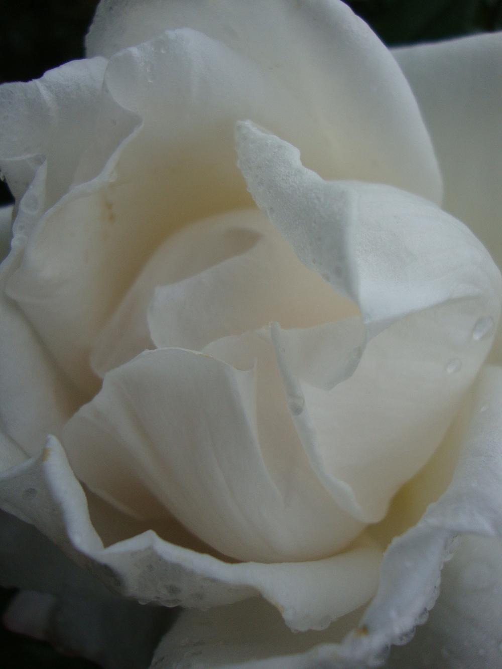 Photo of Rose (Rosa 'Full Sail') uploaded by Paul2032