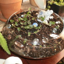 Location: Tennessee
Date: 2012-01-30
Partridgeberry makes a good terrarium or bowl plant