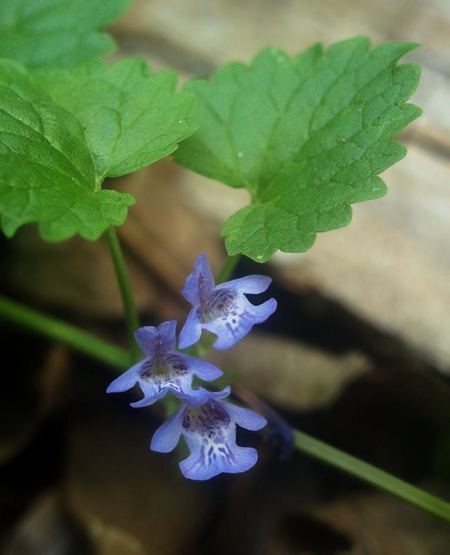 Photo of Creeping Charlie (Glechoma hederacea) uploaded by SongofJoy