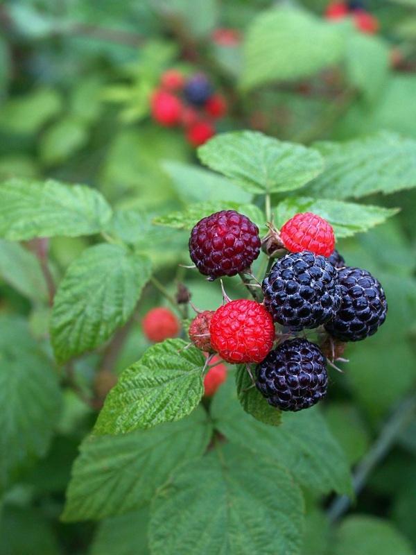 Photo of Black Raspberry (Rubus occidentalis) uploaded by SongofJoy