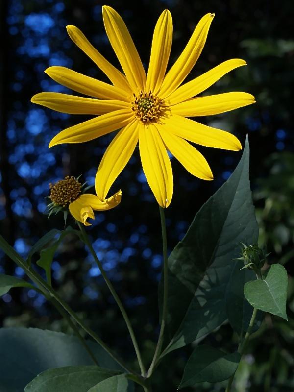 Photo of Sunflower (Helianthus divaricatus) uploaded by SongofJoy