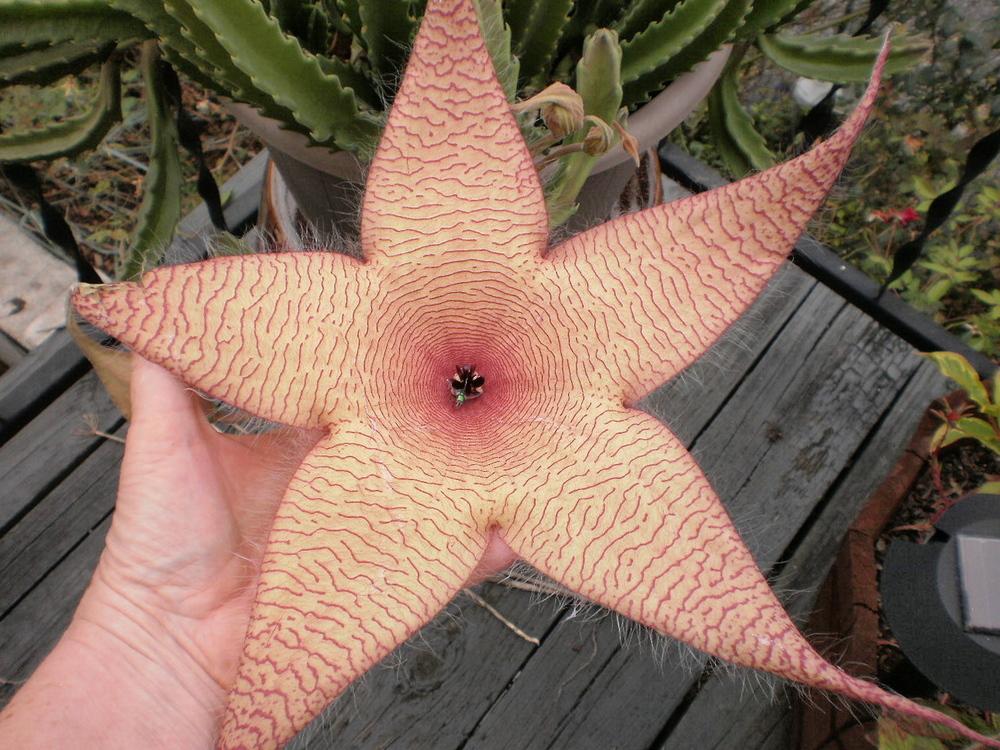 Photo of Starfish Plant (Ceropegia gigantea) uploaded by SongofJoy