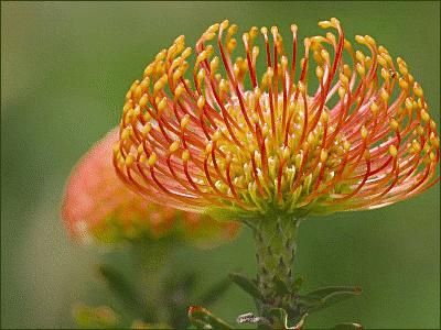 Photo of Pincushion Protea (Leucospermum cordifolium) uploaded by SongofJoy