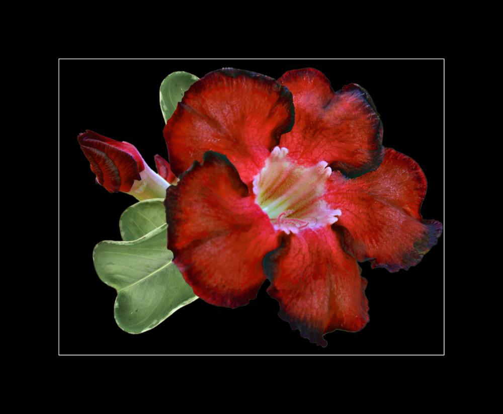 Photo of Desert Rose (Adenium obesum 'Black General') uploaded by Yvon