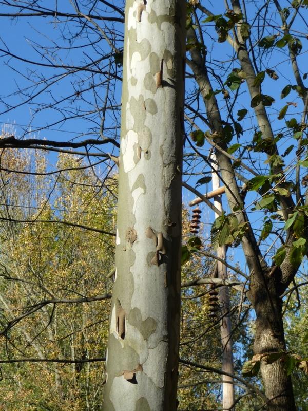 Photo of American Sycamore (Platanus occidentalis) uploaded by gardengus