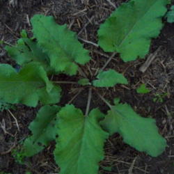 Location: Indiana  Zone 5
Date: 2012-10-13
young plant