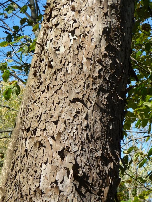 Photo of American Sycamore (Platanus occidentalis) uploaded by gardengus