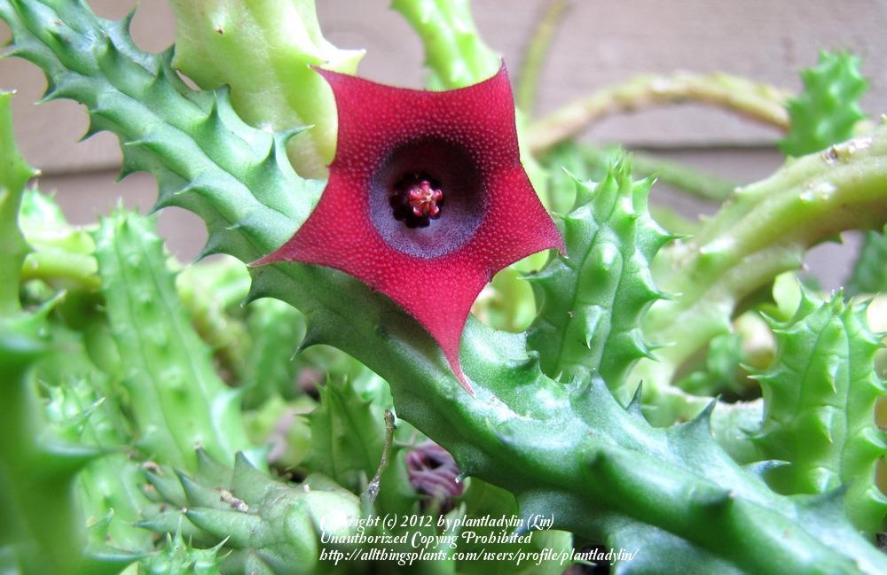 Photo of Huernia (Ceropegia 'Red Dragon Flower') uploaded by plantladylin