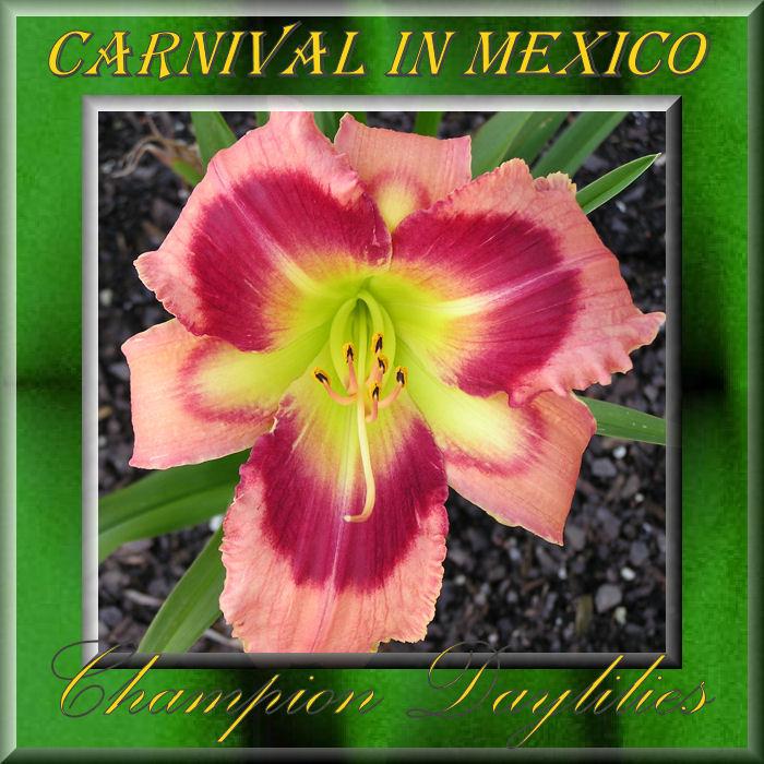 Photo of Daylily (Hemerocallis 'Carnival in Mexico') uploaded by Joy