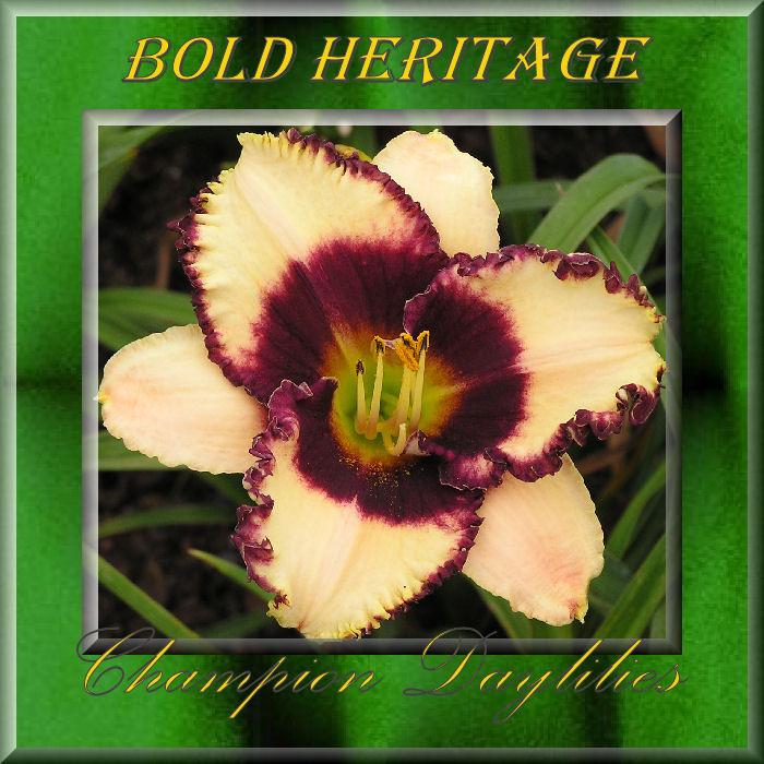 Photo of Daylily (Hemerocallis 'Bold Heritage') uploaded by Joy