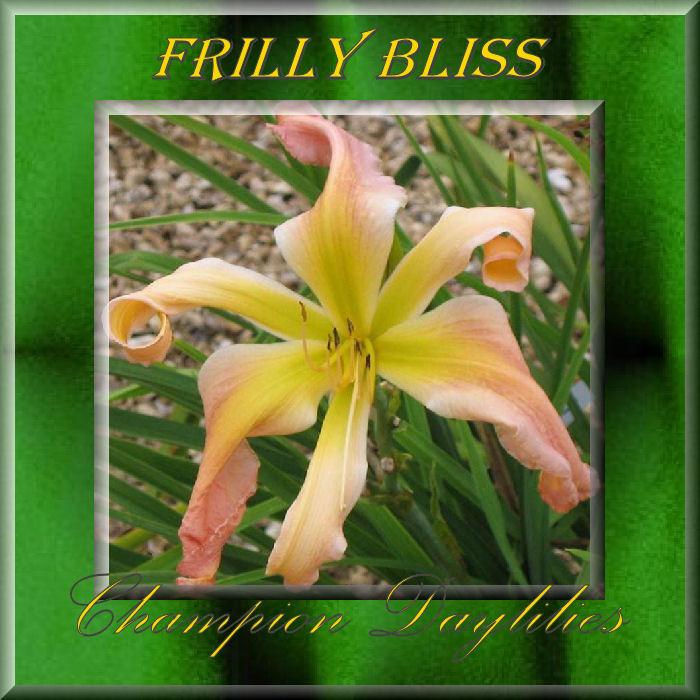 Photo of Daylily (Hemerocallis 'Frilly Bliss') uploaded by Joy