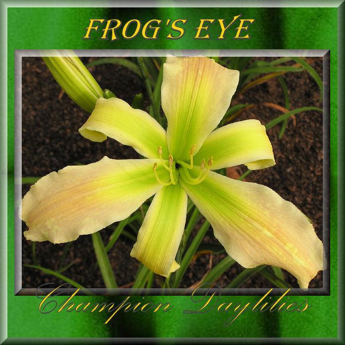 Photo of Daylily (Hemerocallis 'Frog's Eye') uploaded by Joy