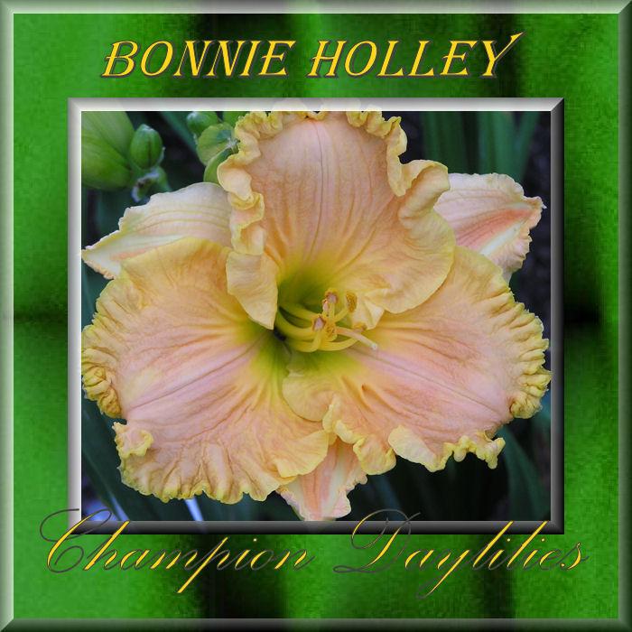 Photo of Daylily (Hemerocallis 'Bonnie Holley') uploaded by Joy