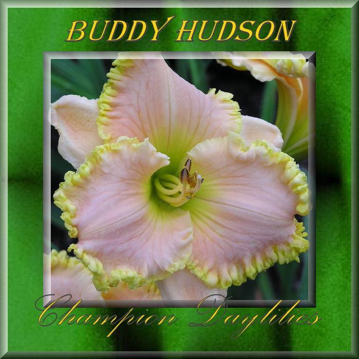 Photo of Daylily (Hemerocallis 'Buddy Hudson') uploaded by Joy