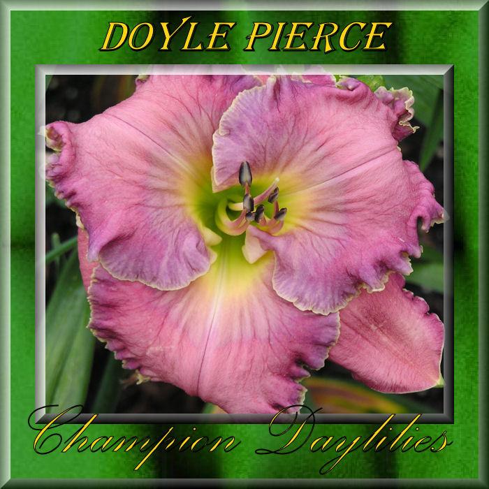 Photo of Daylily (Hemerocallis 'Doyle Pierce') uploaded by Joy