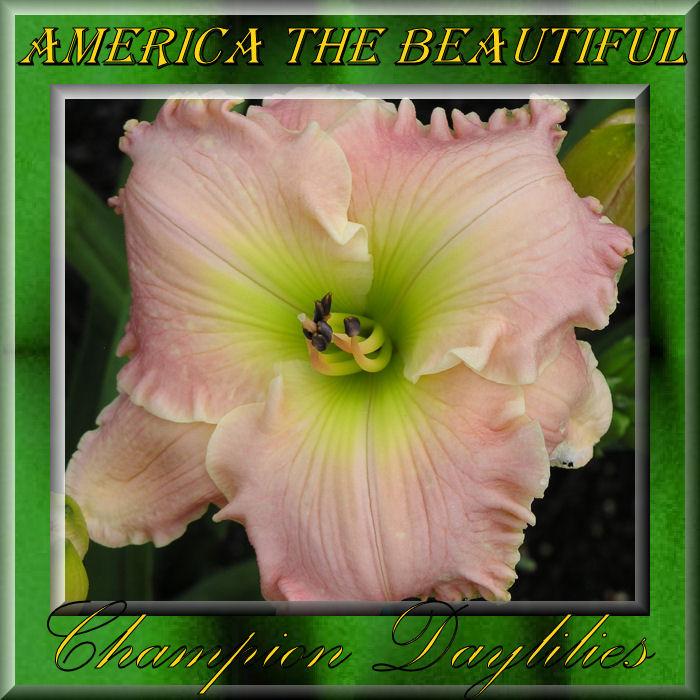 Photo of Daylily (Hemerocallis 'America the Beautiful') uploaded by Joy