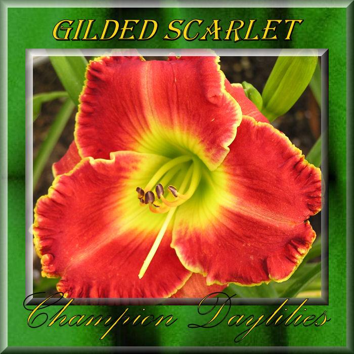 Photo of Daylily (Hemerocallis 'Gilded Scarlet') uploaded by Joy