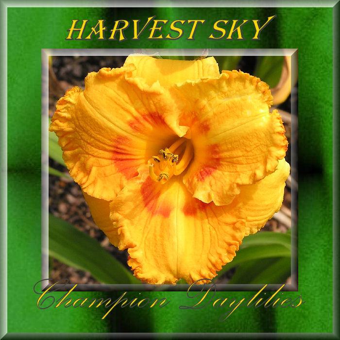 Photo of Daylily (Hemerocallis 'Harvest Sky') uploaded by Joy
