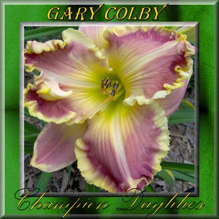 Photo of Daylily (Hemerocallis 'Gary Colby') uploaded by Joy