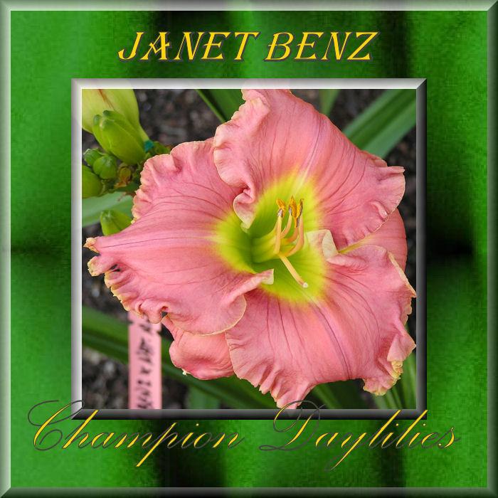 Photo of Daylily (Hemerocallis 'Janet Benz') uploaded by Joy