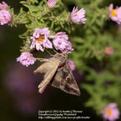 Location: My garden in Gent, Belgium
Date: 2012-10-06
Attractive to butterflies and moths!