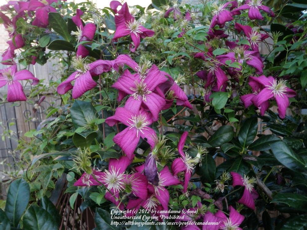 Photo of Clematis (Clematis viticella 'Madame Julia Correvon') uploaded by canadanna