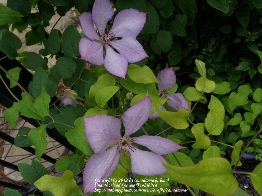 Photo of Clematis (Clematis viticella 'Margaret Hunt') uploaded by canadanna