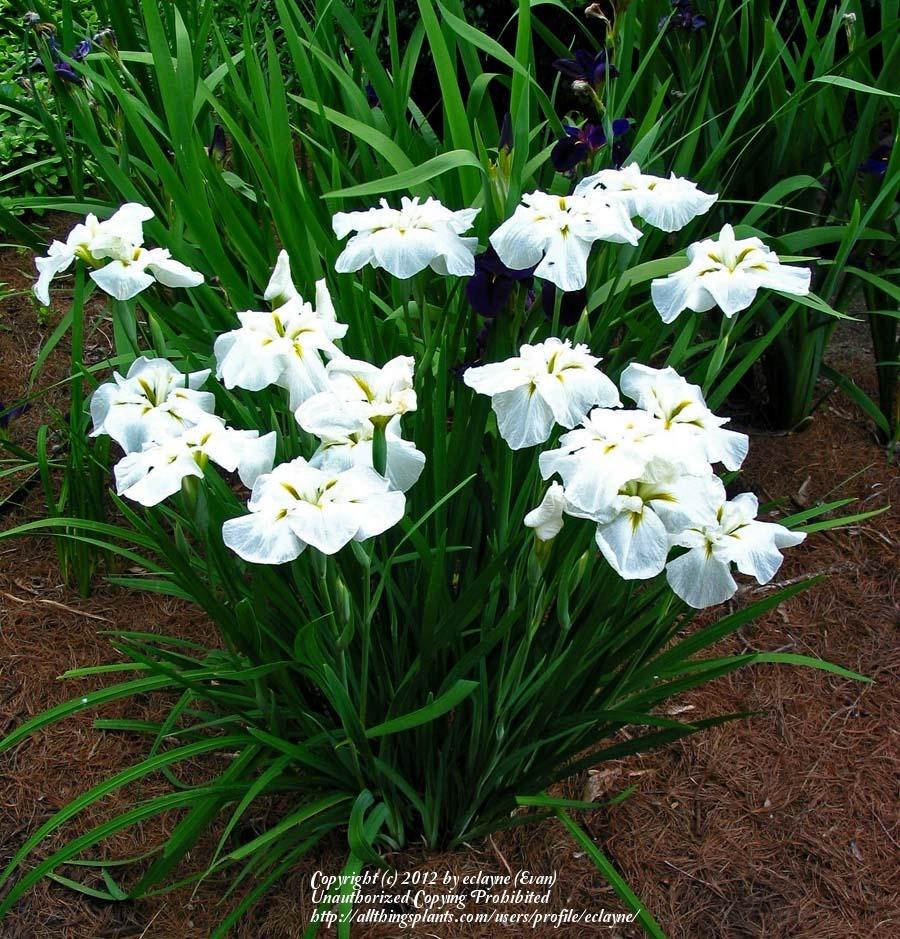 Photo of Irises (Iris) uploaded by eclayne